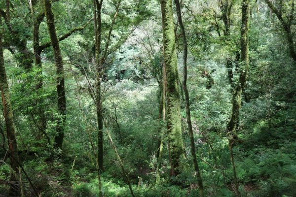 〔桃園復興〕拉拉山巨木，史詩級魔幻森林，75公頃紅檜 扁柏森林浴2237068