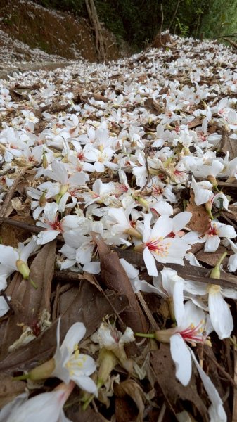 114.05.04三芝桐花步道-百年田梯步道-大鵬足湯公園2779890