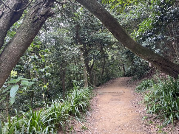 [微笑山線_第一段] 2025_0720 大棟山系_青龍嶺2843473