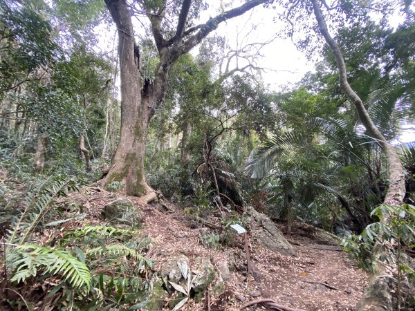 《雪山坑登山步道｜巨人之手森林秘境 Xueshankeng Hiking Trail & Giant2971088