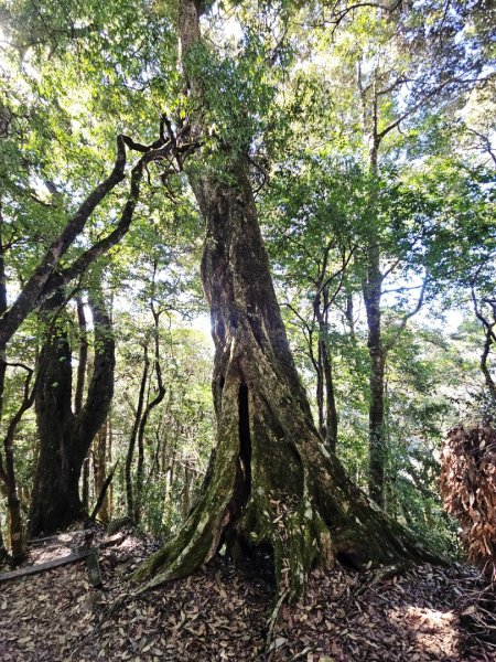 稍來山賞楓2962562