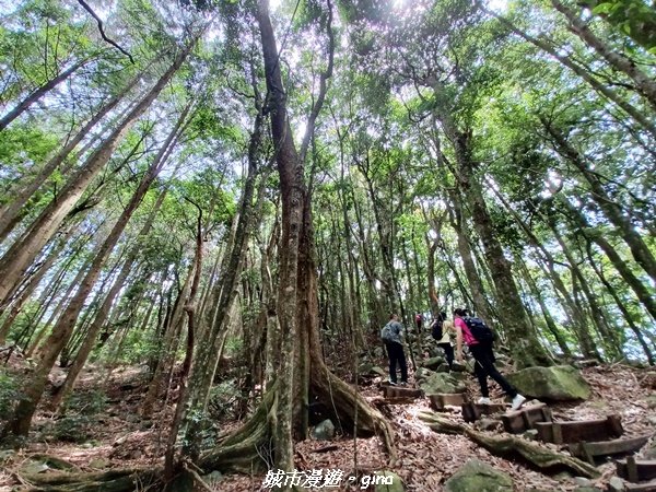 【台中和平】2022「谷關七雄，慢旅台中」登山活動認證。涼蔭避暑林道。屋我尾山步道