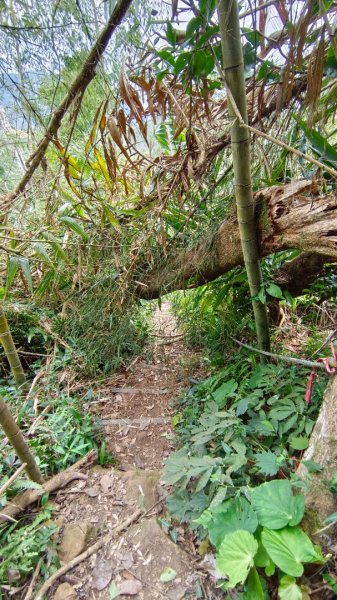 集集大山慢活行（孟宗竹林登山口）1627440