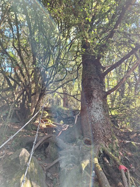 石山+阿毛神木202512112961800