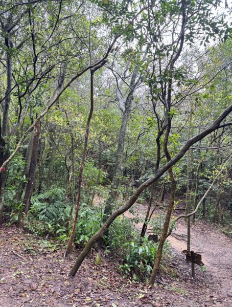 台北縱走第四段訪雙溪山 梅花山與西峰南峰西南峰 碧山3012840