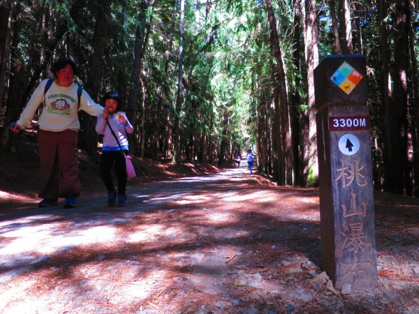 如童話般的森林步道-武陵桃山瀑布步道1190745