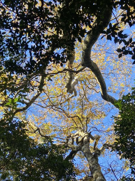 114.11.16 北得拉曼追黃金山毛櫸2937896