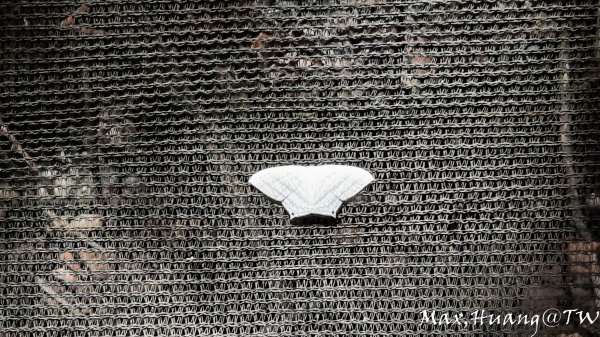 《台中》水向東流｜外埔水流東桐花步道202309162284265