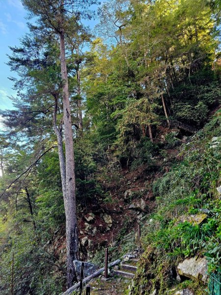 大雪山森林遊樂區森林浴步道2966030