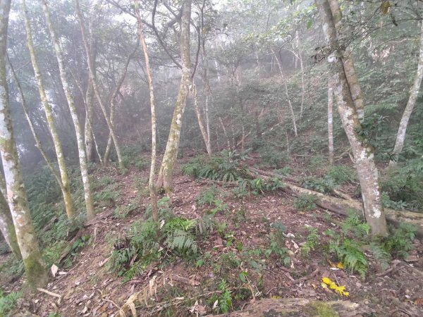 嘉義大埔草山2382537