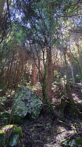 榛山景觀平台2918099