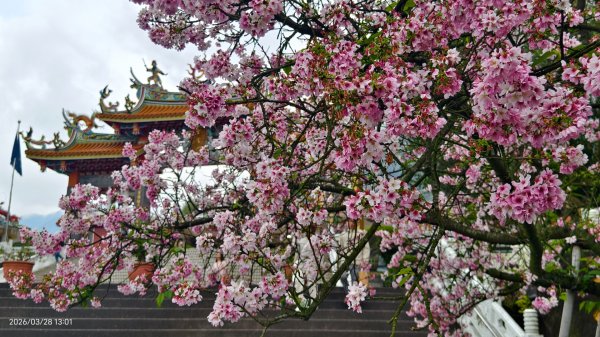 #天元宮 #吉野櫻 #頂湖小鎮 #紫藤 3/283024006