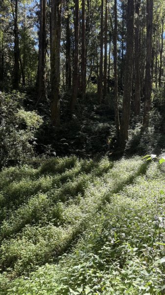 20251005小百岳金柑樹山2906975