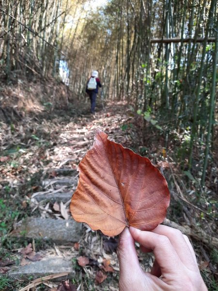 《南投》八通關古道（社寮線蜈蚣崙段）O型202101171239104