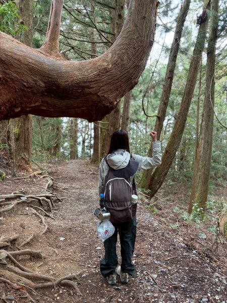 2026/02/08馬崙山3008152