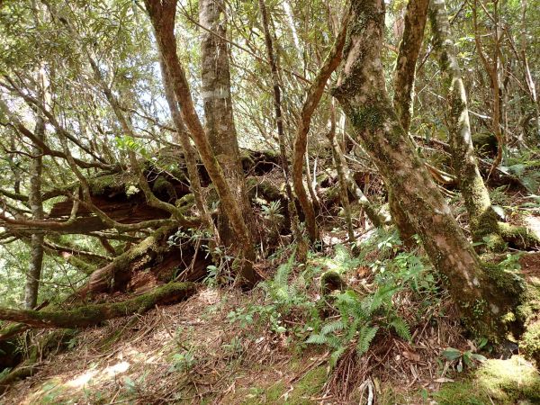 桃園復興區 低陸山 (鐵立庫山)157484