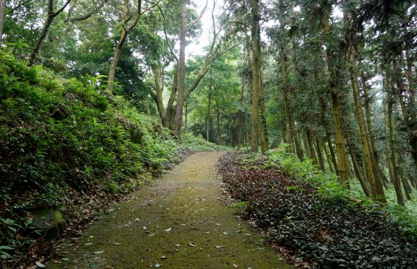 鳴鳳山古道賞桐趣328108