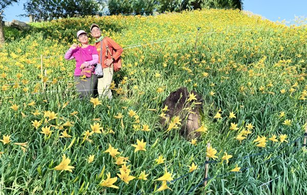 虎山巖賞金針花順撿基石    2025.5.142789446