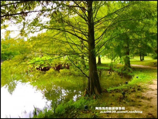 雲水度假村落羽松1140813