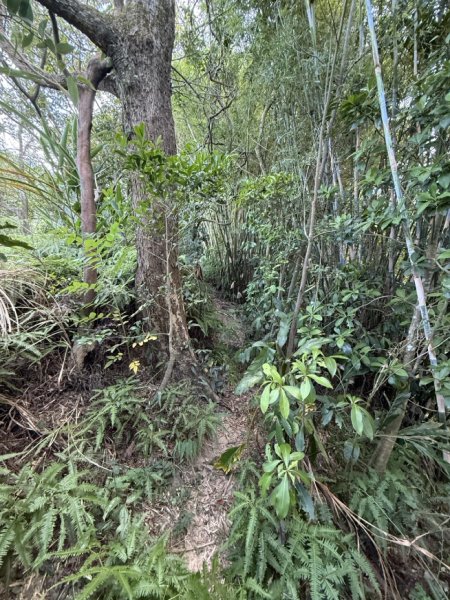 2025/09/19 南港山 拇指山 四獸山連走3050227