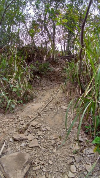  阿禮 井步山步道552430