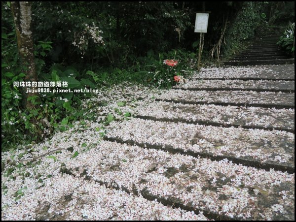    十一指古道包場賞桐花573600