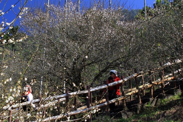 【臺南~楠西】梅嶺賞梅一~觀音步道1246925