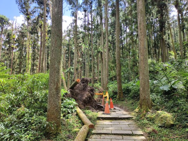[百山百鳥尋旅-05/15] 2025_0830 溪頭賞鳥步道_銀杏步道2875556