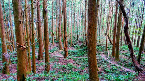 油羅山(一上三下)2959178