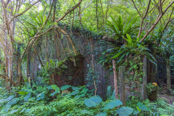 [新北]白雞山與裕峰煤礦遺址2891860