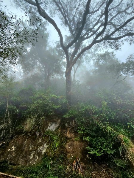 小百岳集起來-奮起湖大凍山2185180