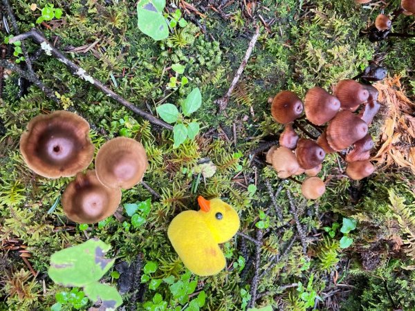 川藏33天深度之旅💙#稻城亞丁-來古冰川2902359