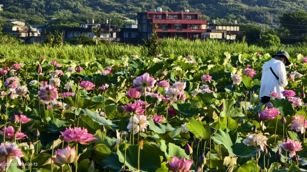 天龍國阿伯的日常-雲山水花鳥蝶 #日出 #牡丹蓮 #香水蓮 #手機拍攝 賞蝶趣 7/42826986