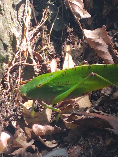 南東眼山連走有勝山2918695
