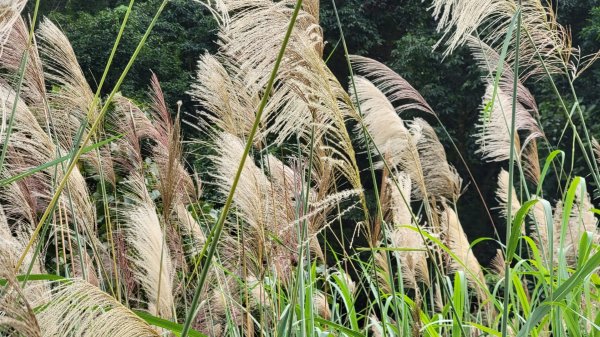 馬拉邦山健行1520694