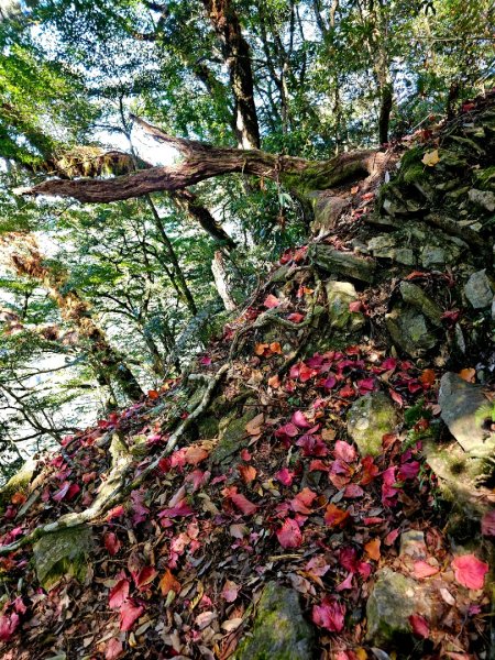 稍來山賞楓2962566