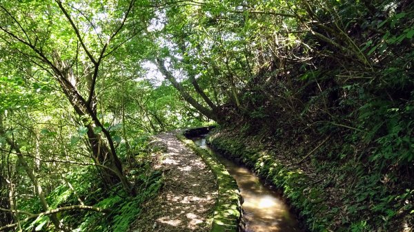 大崎頭梯田,坪頂古圳2208633