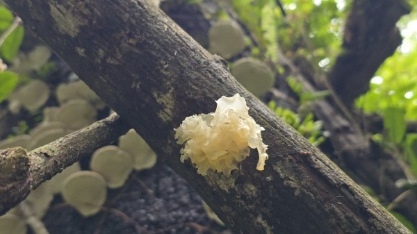 陽明山最涼爽的步道，陽明山五連瀑布，草山觀瀑吊橋，草山瀑布，大屯瀑布，小隱潭瀑布，白雲瀑布，翠峰瀑布2810272