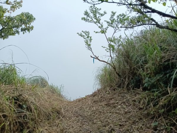 雙溪區鶯子頂山-950峰-鶯子嶺去回3033907
