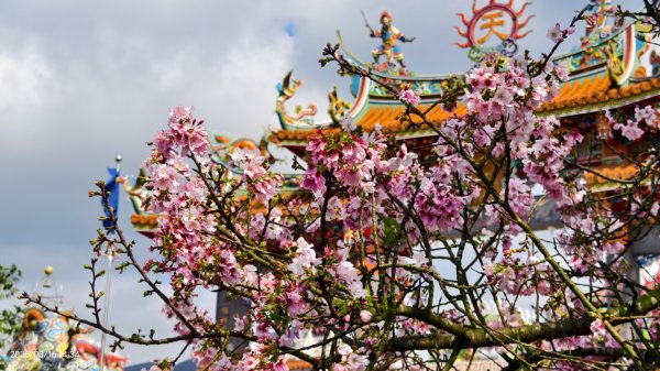 #綠繡眼 訪花 #吉野櫻 #天元宮 #楓樹湖 03162736724