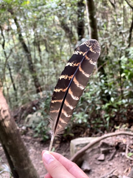 谷關七雄-波津加山1104259