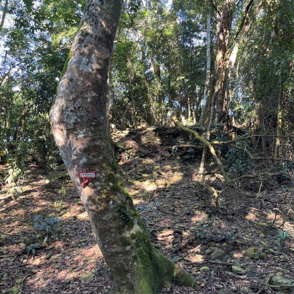 20251116_鳴海山（高雄小百岳）2941548