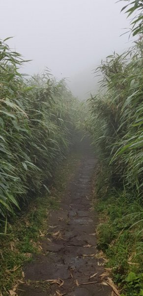 苗圃登山口-七星山主東峰-夢幻湖618895