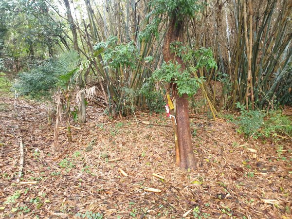 竹南三秘境---青草山、崎頂神社遺跡、北白川宮能久親王紀念碑1594406