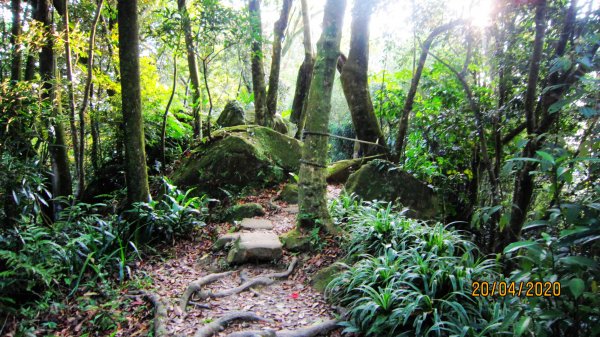 南勢角山-山訓飽覽桐花勝景952212