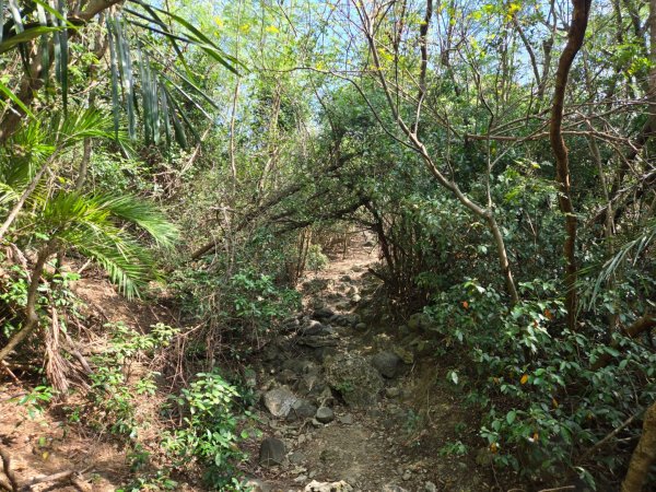 大山母山（小百岳）3007460