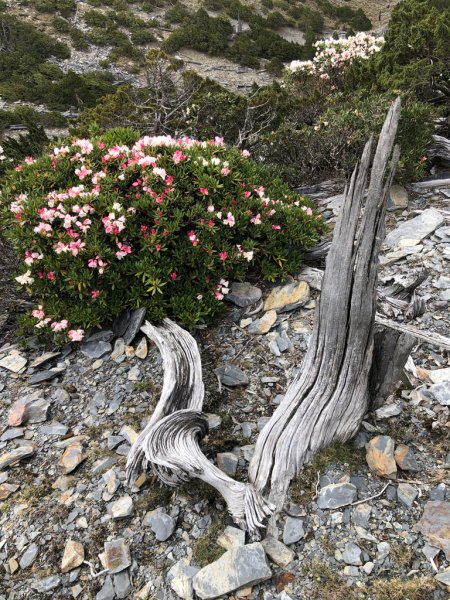 202505八大秀2874051