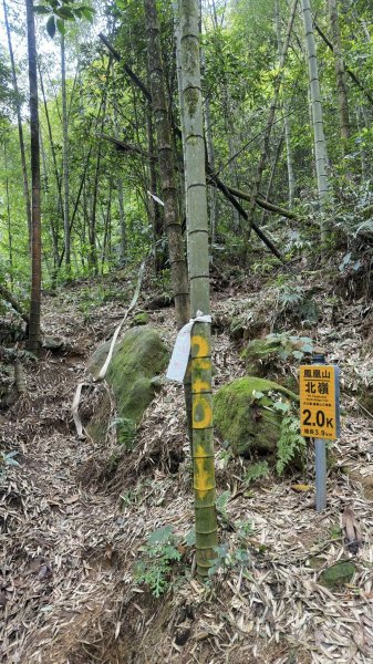 米堤香蕉園-鳳凰山-鳳凰南峰（台寅山） -金柑樹山-金柑樹山西北峰-領頭山東峰-忘憂森林2551808