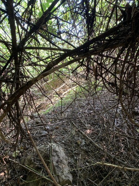 20251122高雄竹山口山2945319