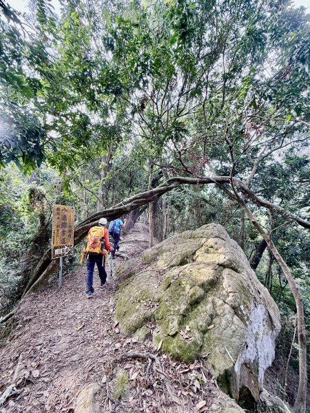 再訪八通關社寮古道登陳東坑山    2025.11.252946108